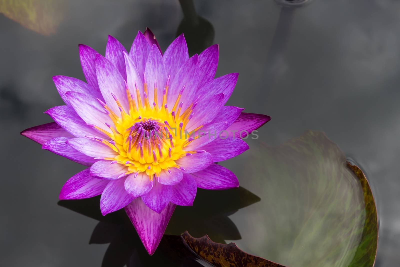 Pink lotus flower on the pond by pt.pongsak@gmail.com