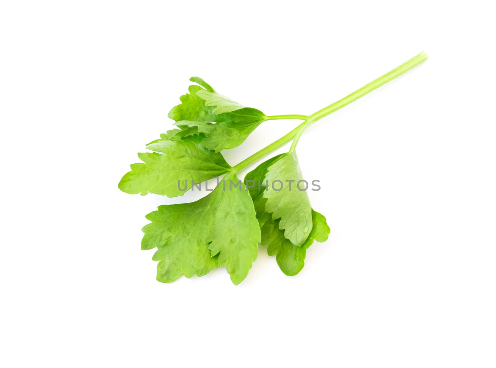 Celery leaf on white background by pt.pongsak@gmail.com