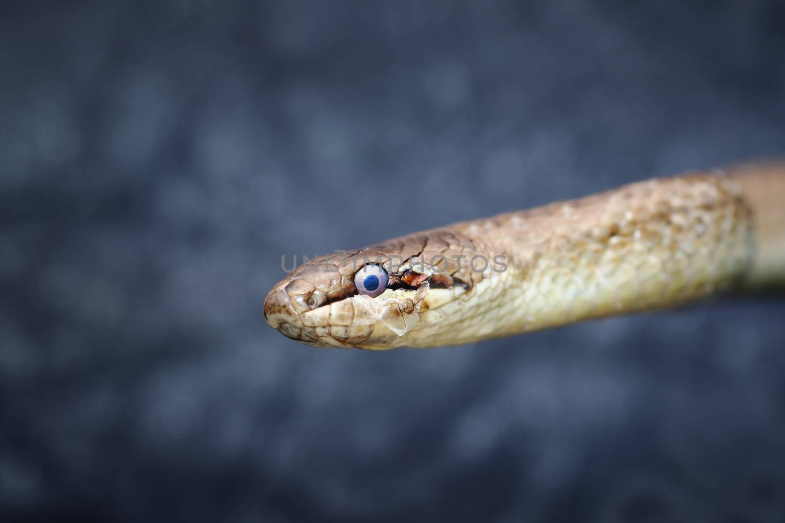 abstract portrait of european common smooth snake by taviphoto