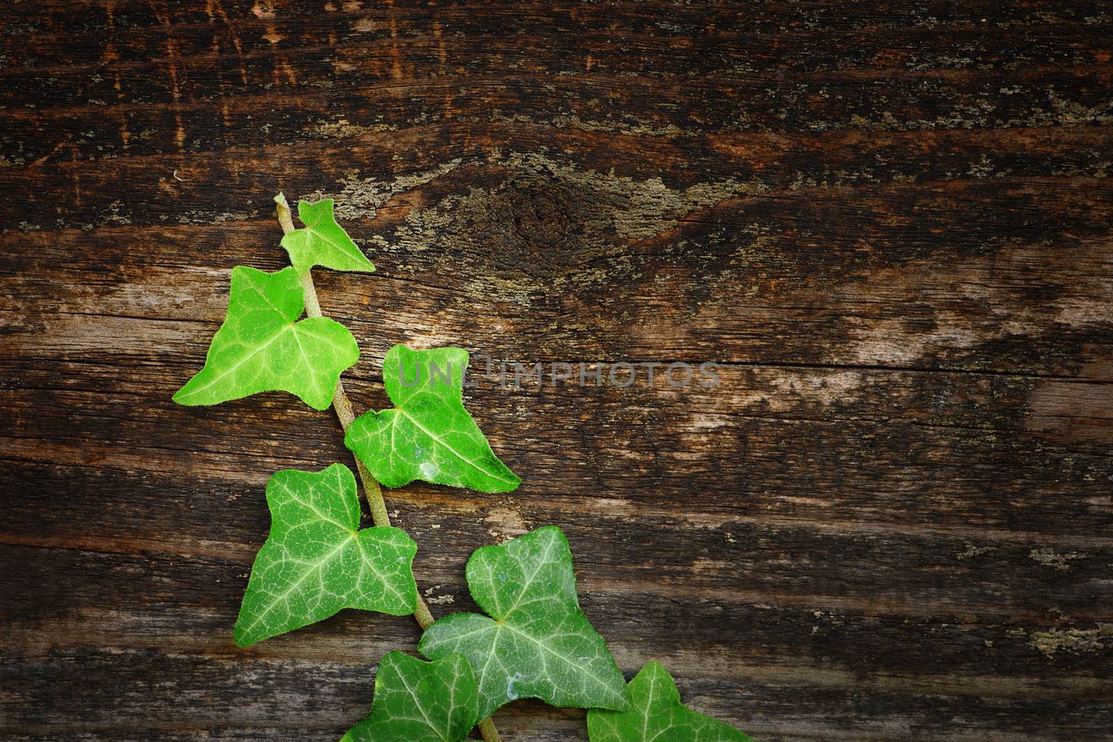beautiful ivy on wood fence, natural texture for your design