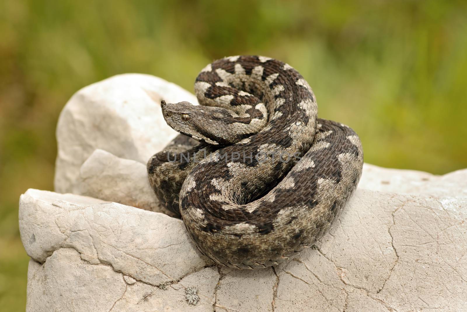 beautiful pattern on Vipera ammodytes by taviphoto