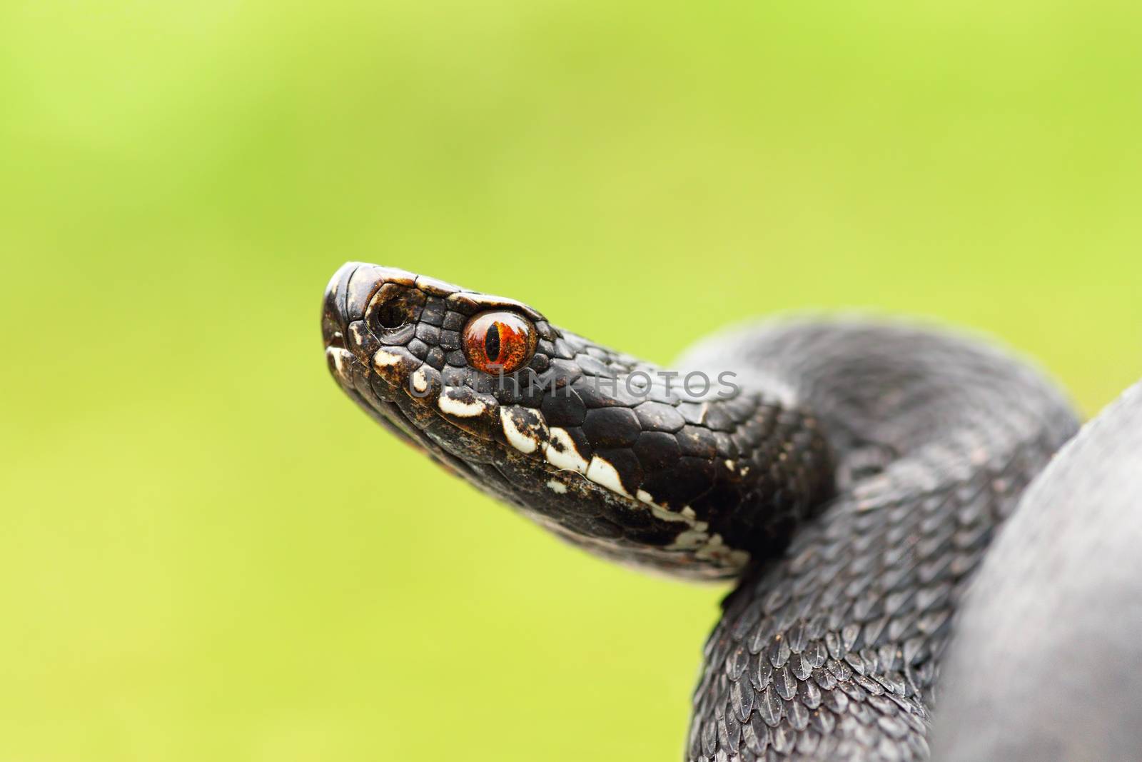 close up of black european common viper by taviphoto