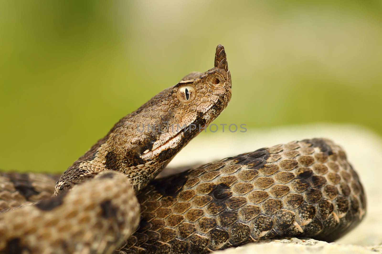 close-up of female nosed viper by taviphoto