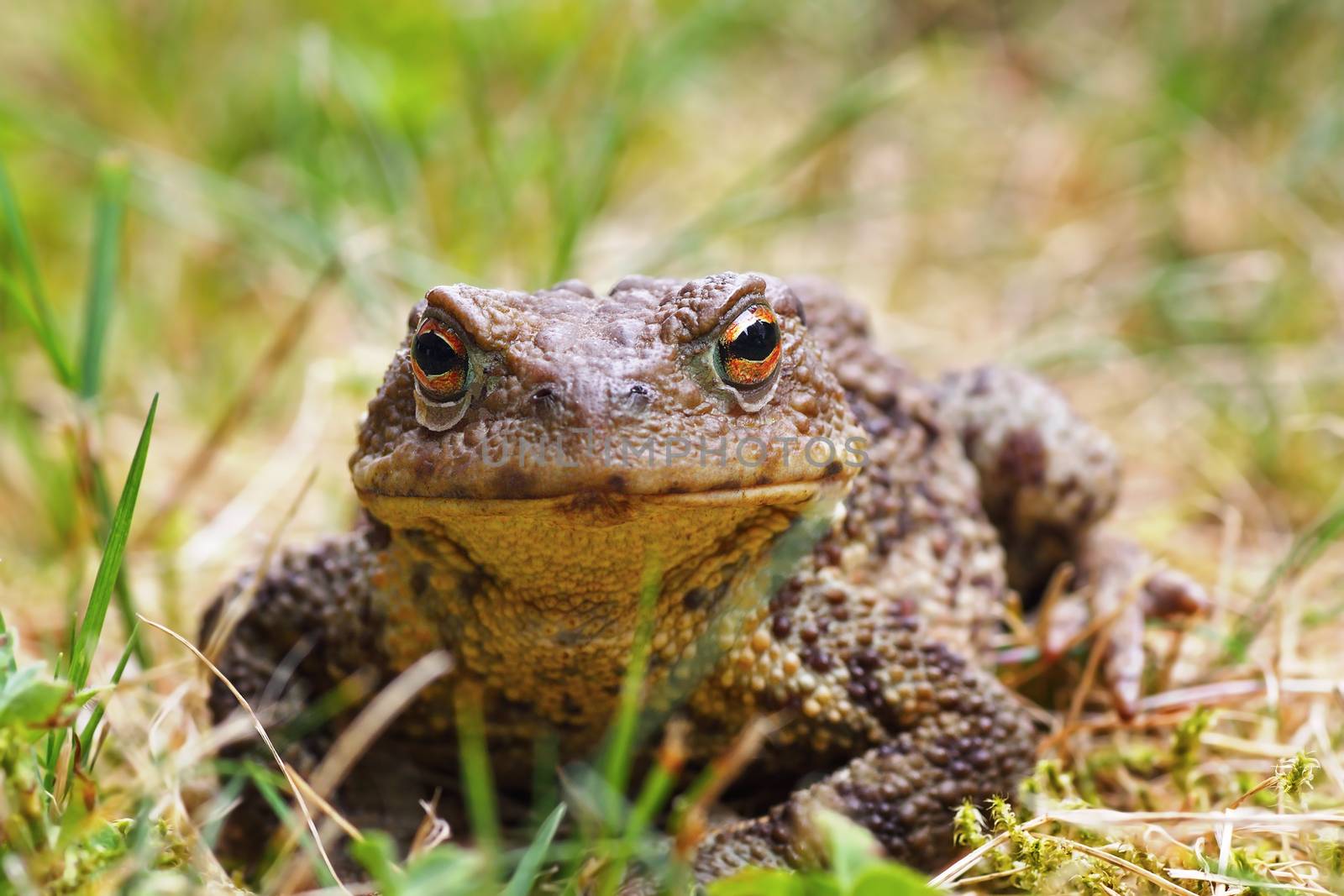 closeup of common brown toad in the grass by taviphoto