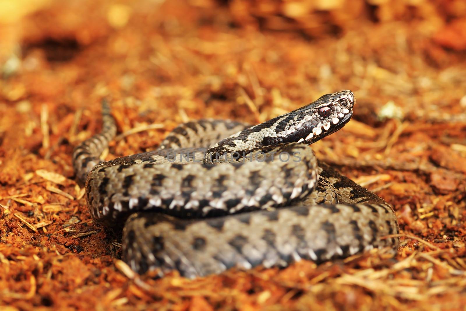common viper standing on spruce forest ground ( Vipera berus )