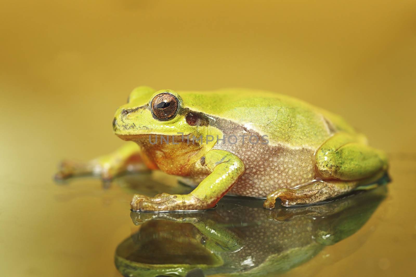 cute colorful green tree frog by taviphoto