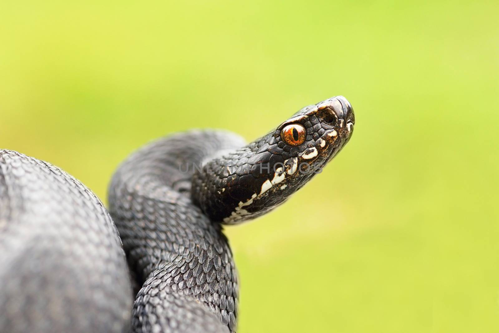 detailed portrait of black female european common viper ( Vipera berus )