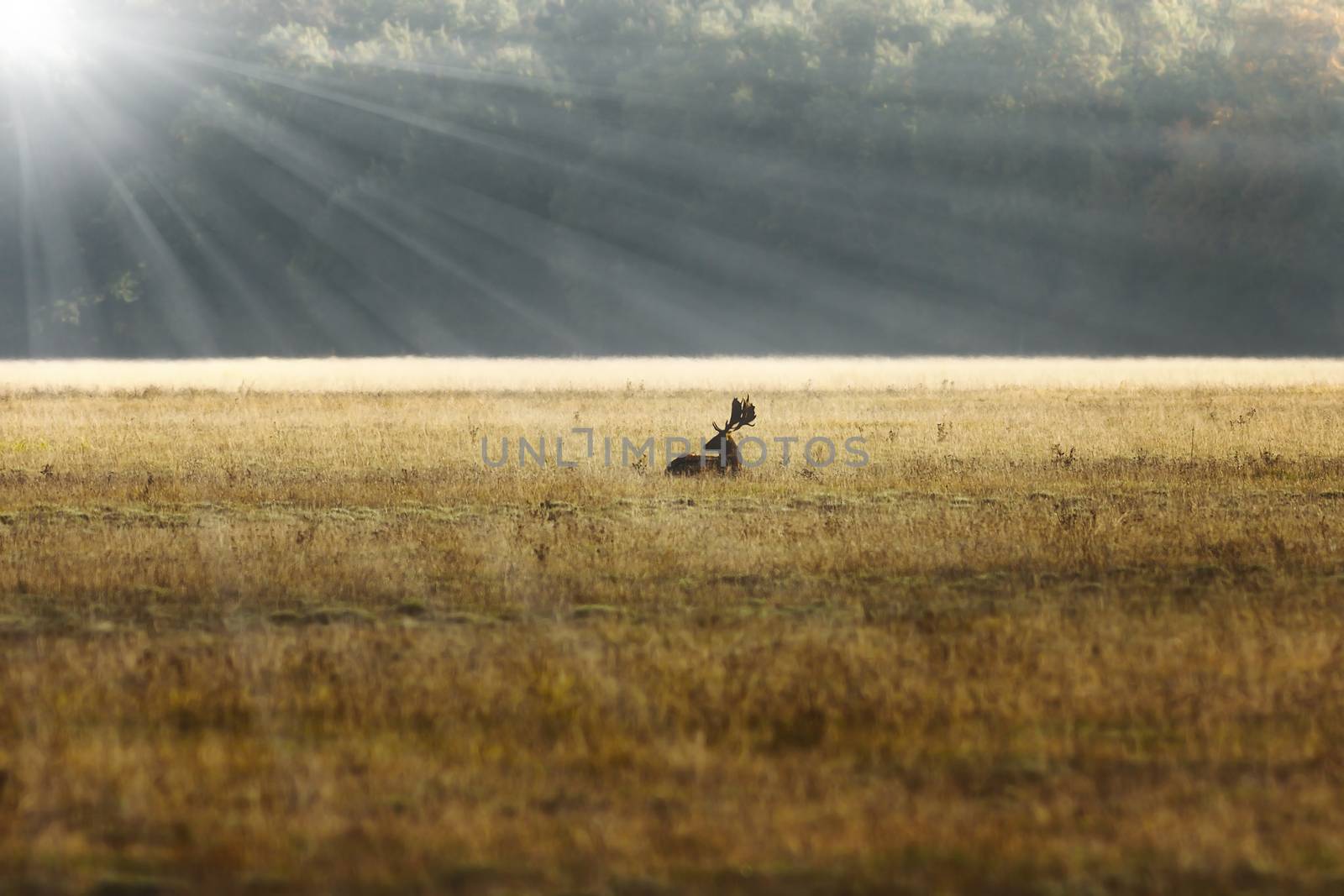 fallow deer stag resting on meadow in sunrise orange light ( Dama )