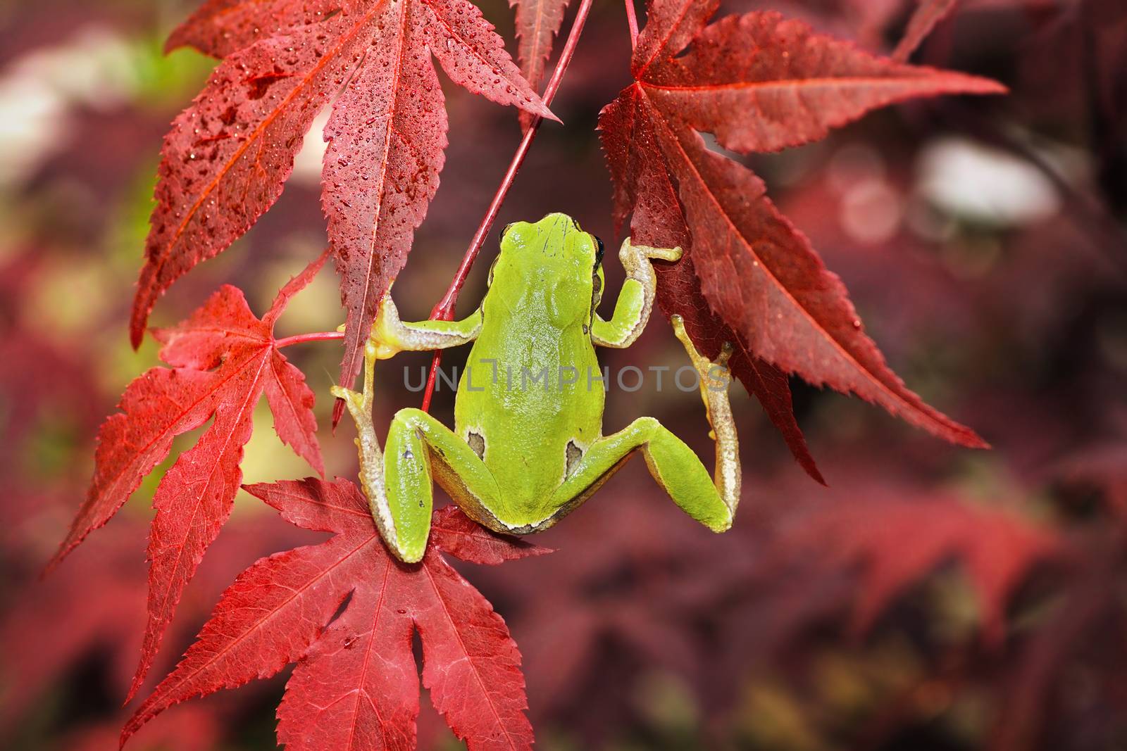 green tree frog climbing on japanese maple in a botanical garden ( Hyla arborea )
