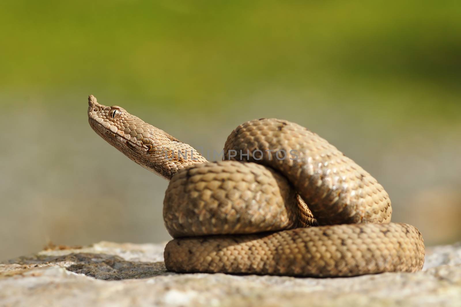 juvenile ammodytes adder preparing to strike ( the nose horned adder )