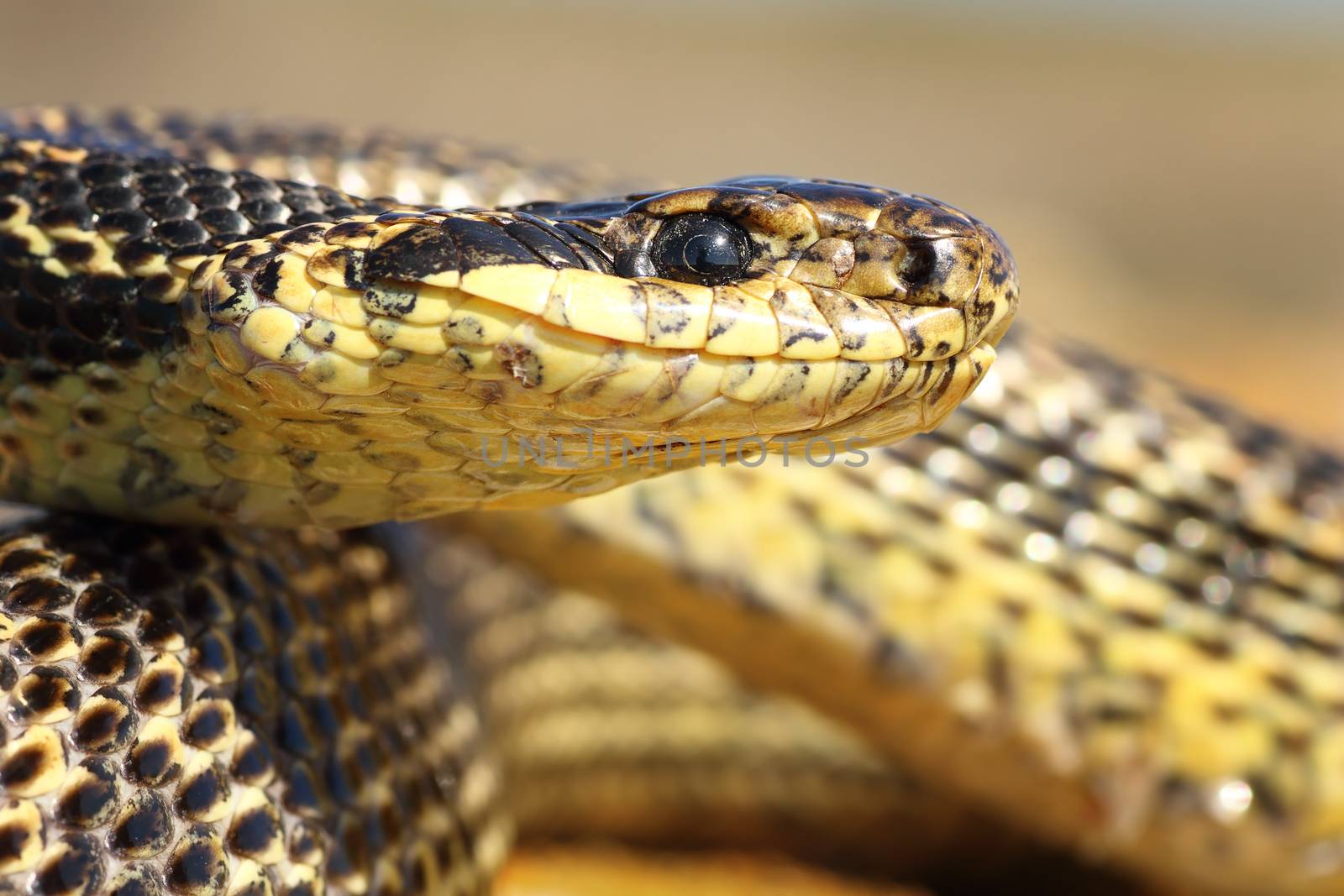macro portrait of a blotched snake by taviphoto