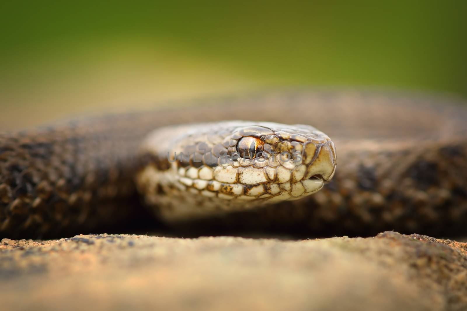 macro portrait of juvenile meadow adder by taviphoto