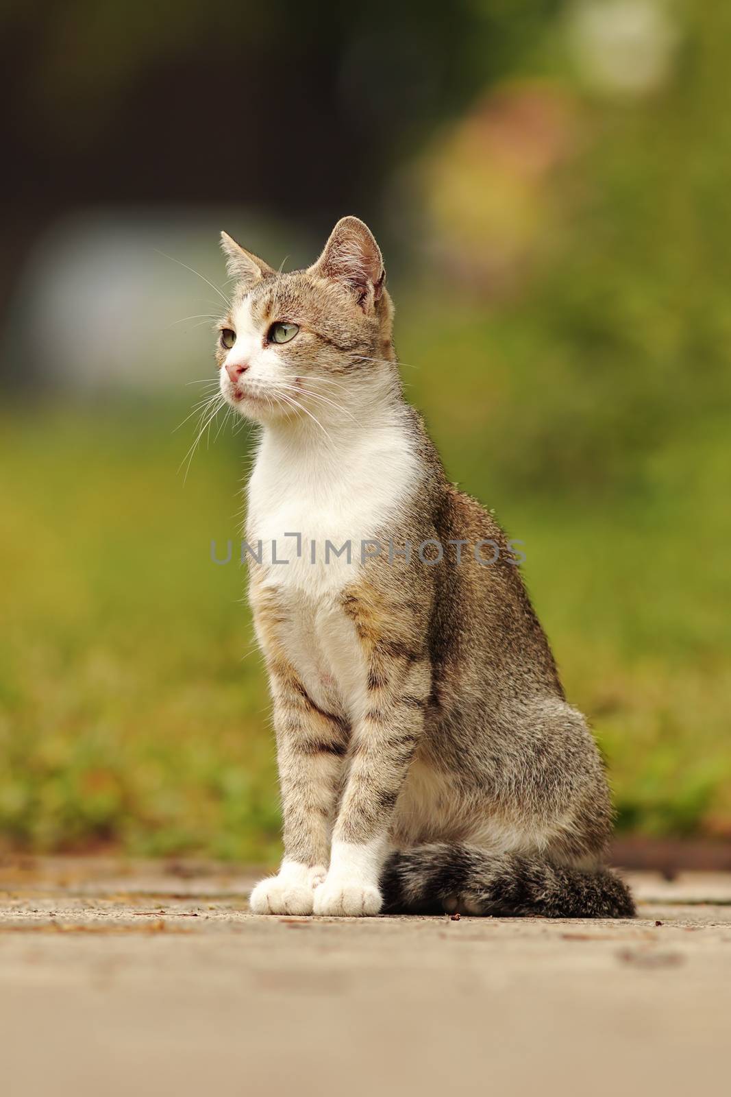 mottled domestic cat standing in the garden on pedestrian alley