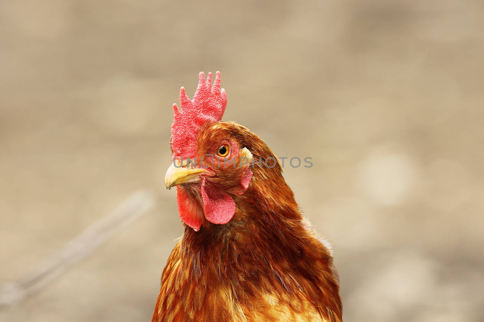 portrait of beige hen over out of focus background by taviphoto