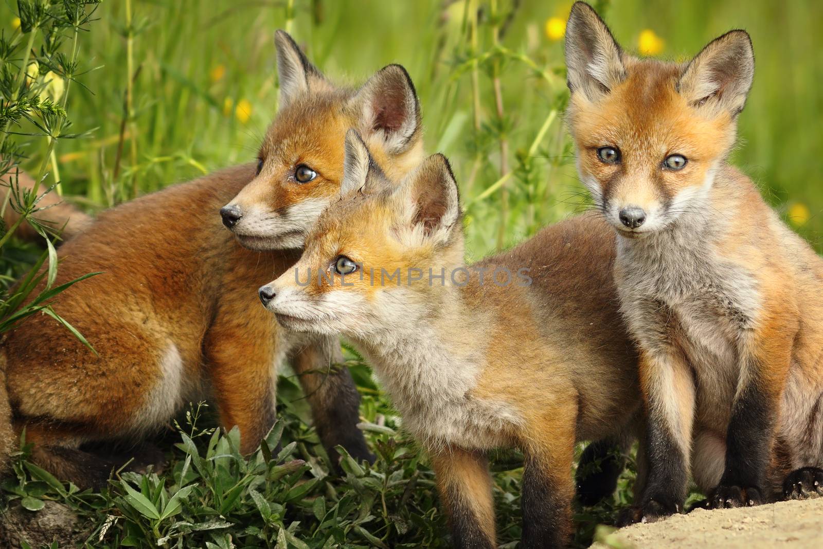 red fox brothers near the den by taviphoto