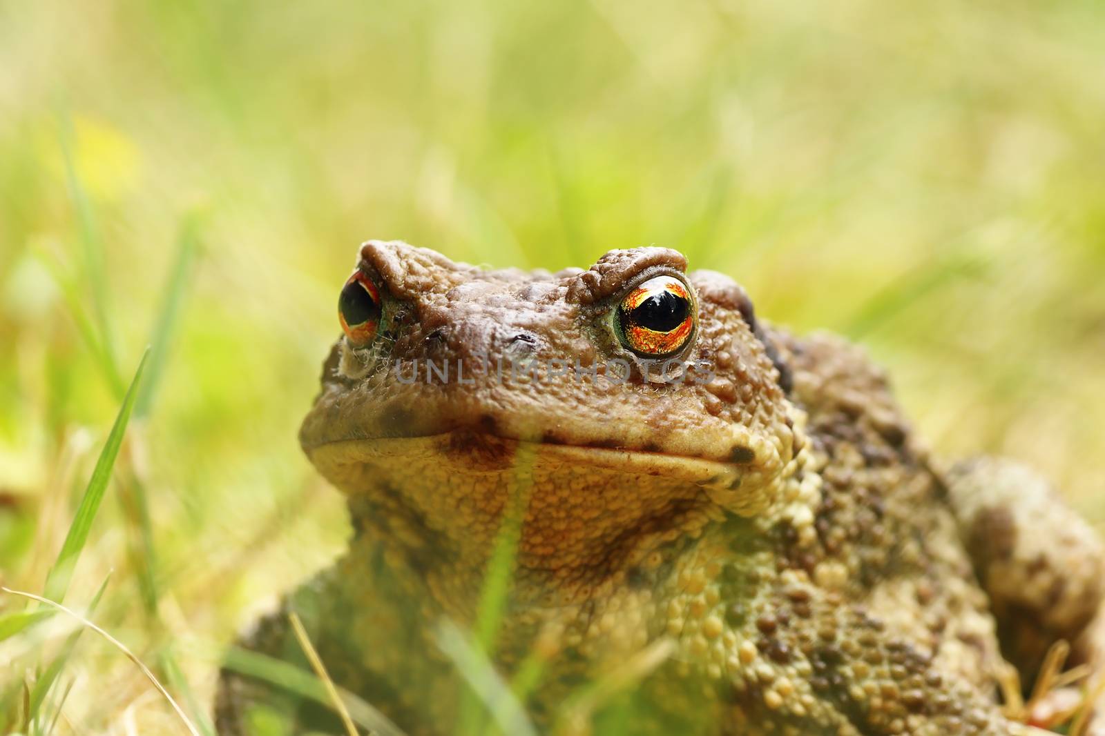 ugly portrait of european common brown toad standing in the grass ( Bufo, female )