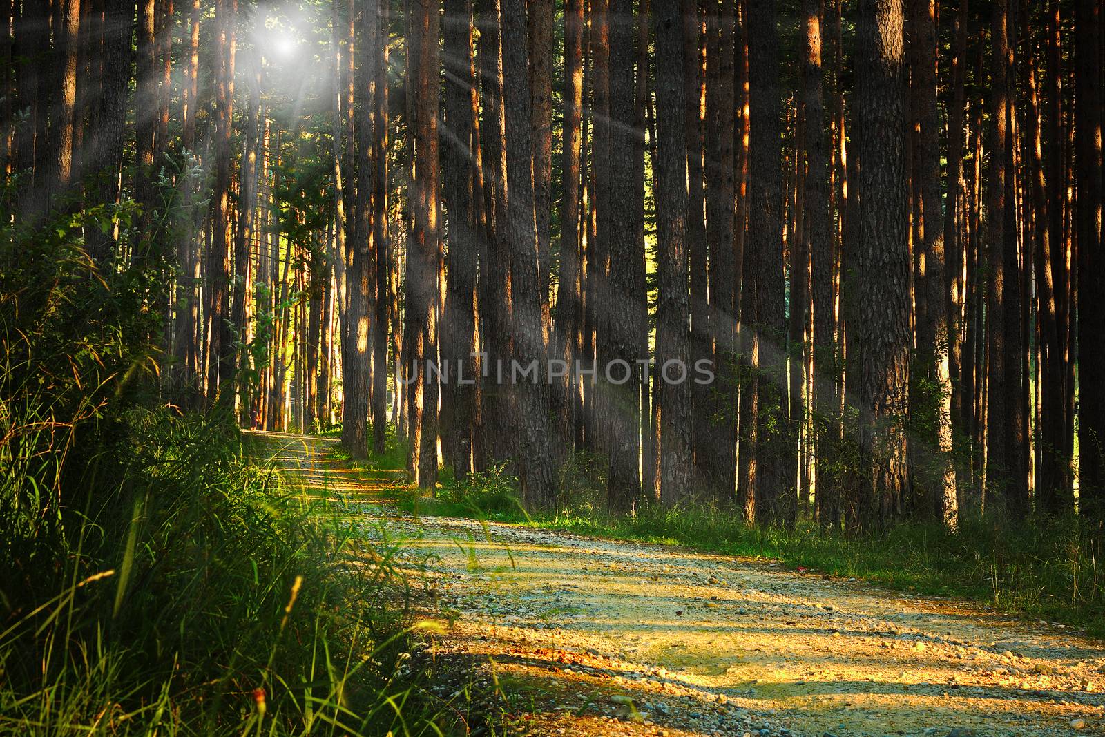 sunrays over footpath in the woods, pine forest at dawn