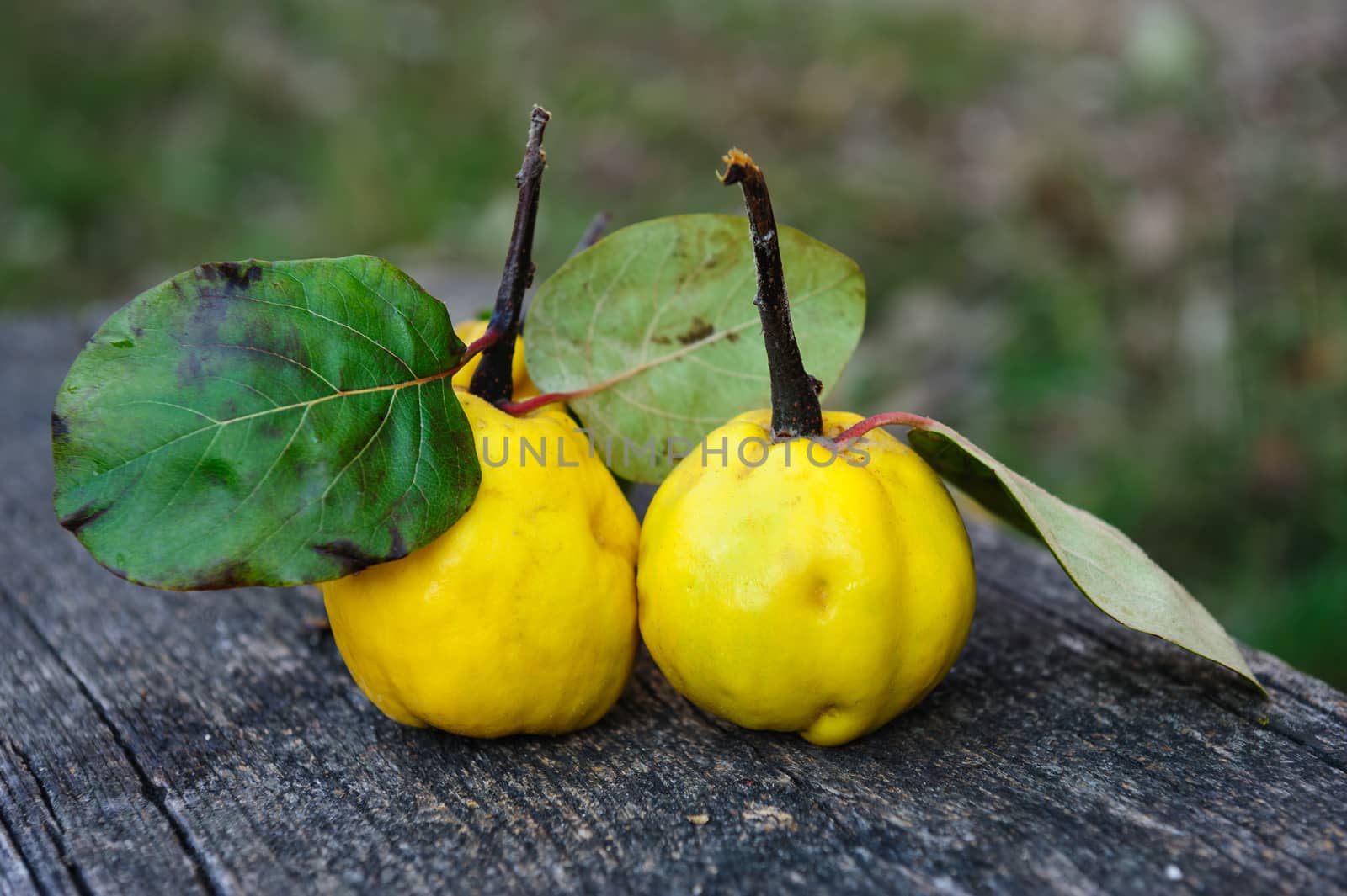 Yellow rape quince fuits and blackthorn berries on old cracked wood background. Selective focus.