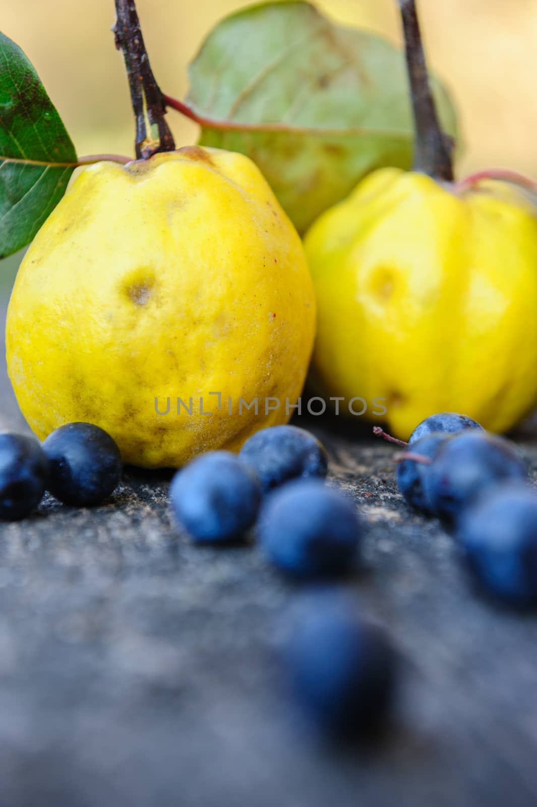 Yellow rape quince fuits and blackthorn berries on old cracked wood background. Selective focus.