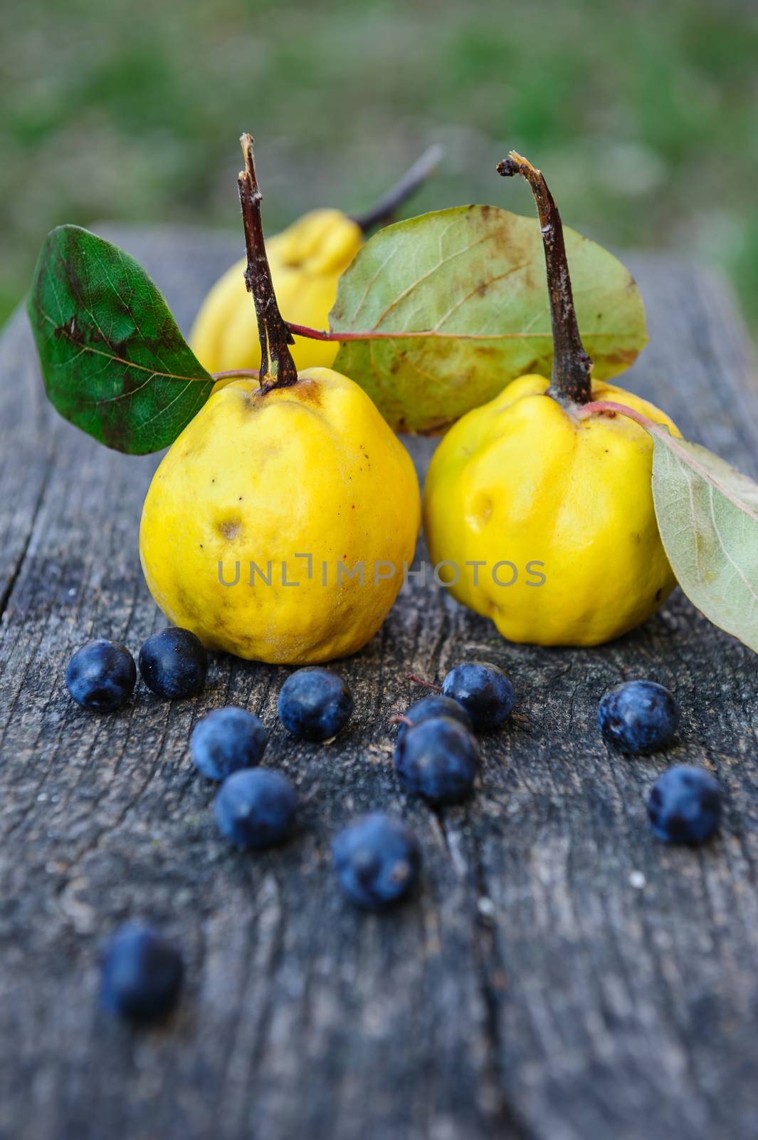 Quince fuits and blackthorn berries on old wood background. by starush