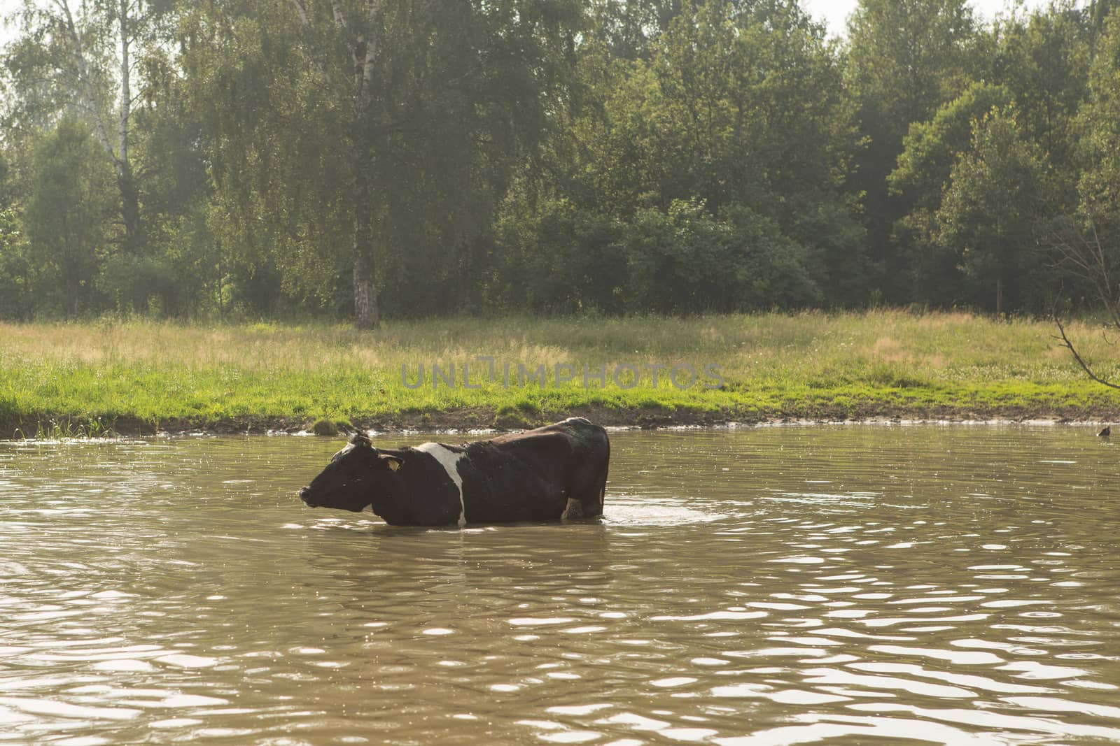 cow bathes in a small river by olgagordeeva
