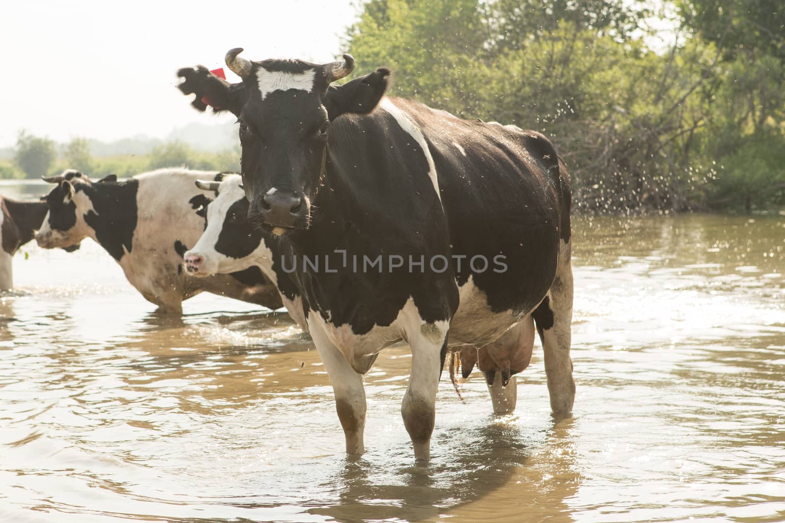 cow bathes in a small river by olgagordeeva