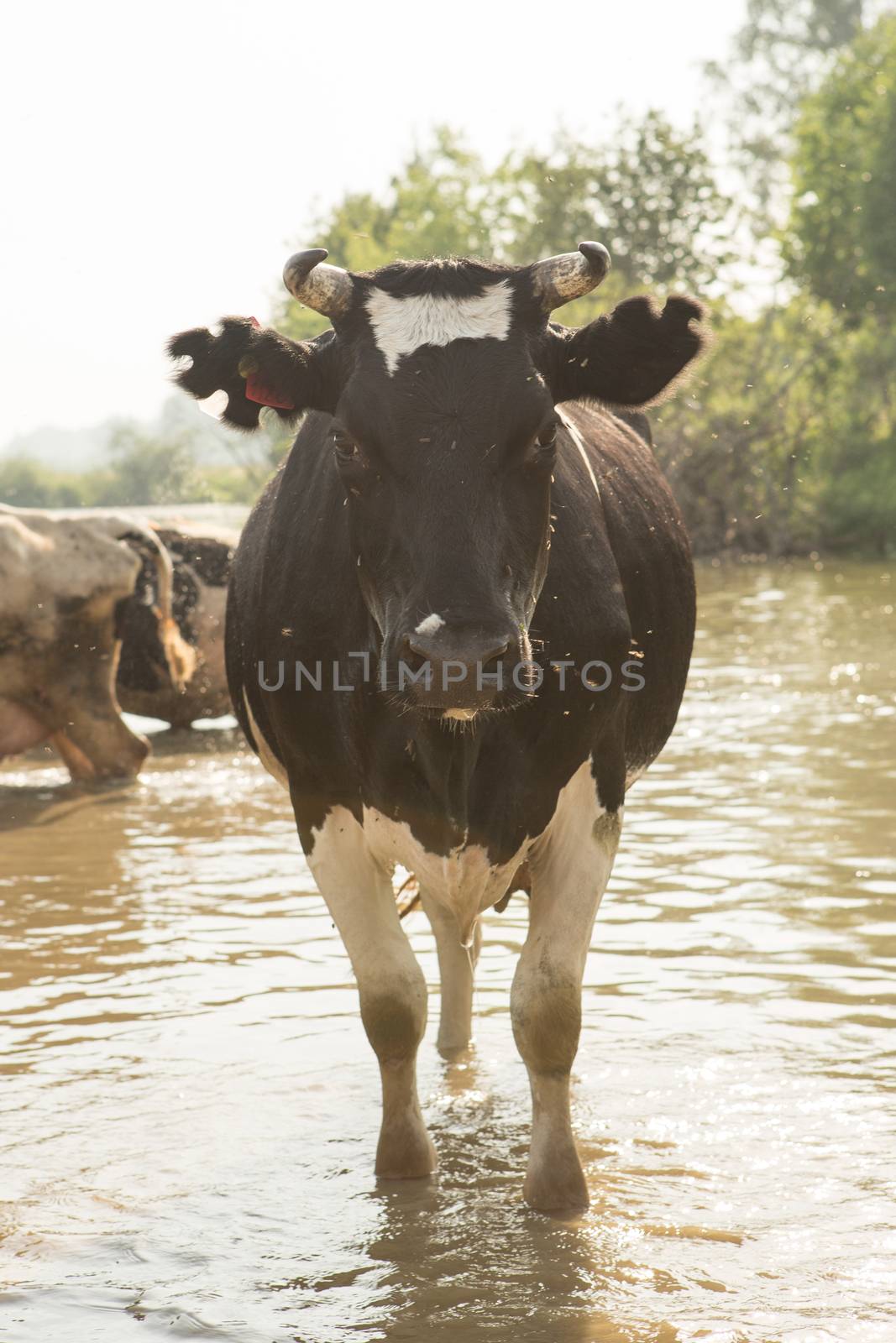cow bathes in a small river by olgagordeeva