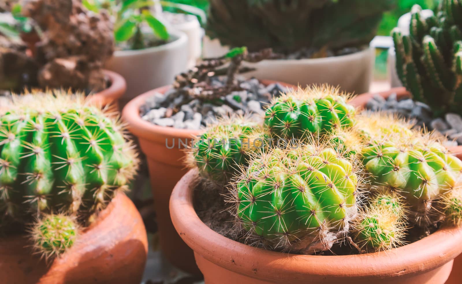 Green cactus in pat with light of sun at afternoon, vintage tone color