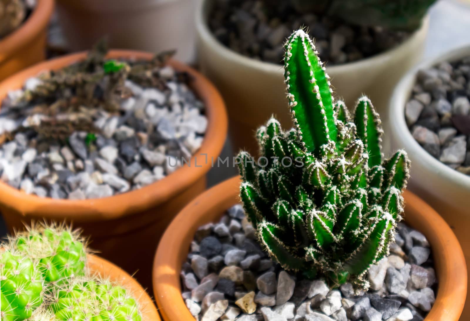 Green cactus in pat with light of sun at afternoon by pt.pongsak@gmail.com