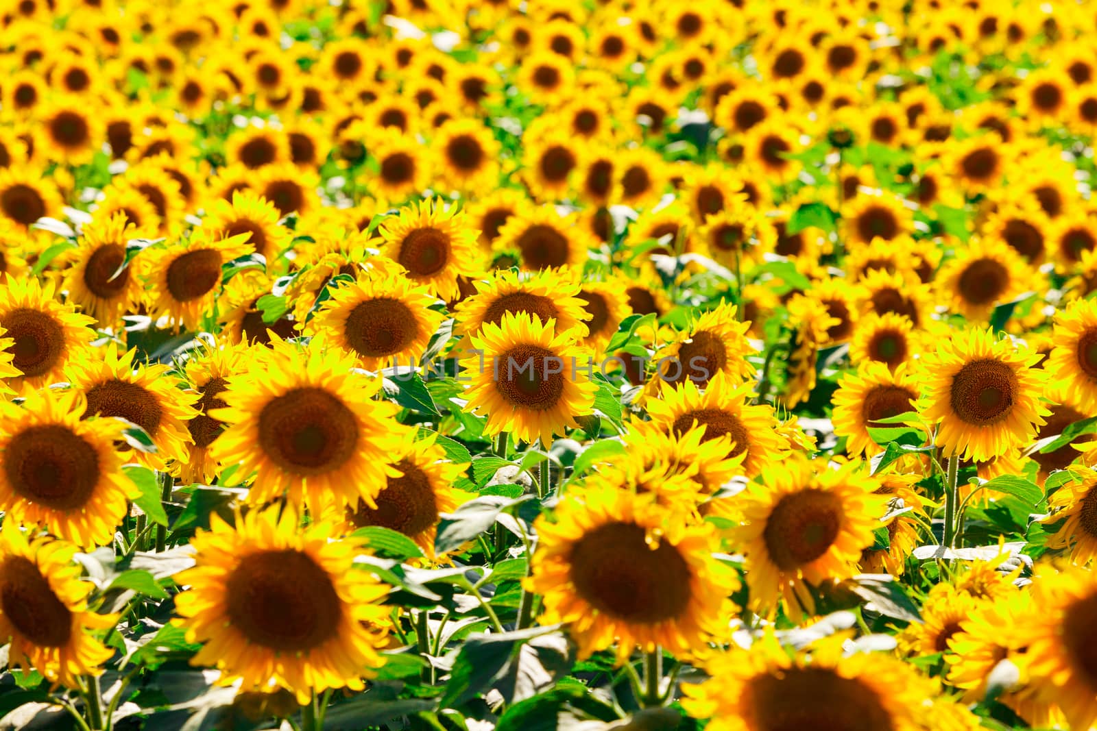 Picture of sunflower field