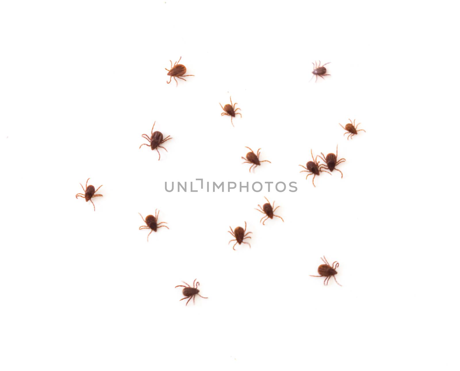 Closeup many ticks or parasitic on on white background, Pet health care concept, soft focus