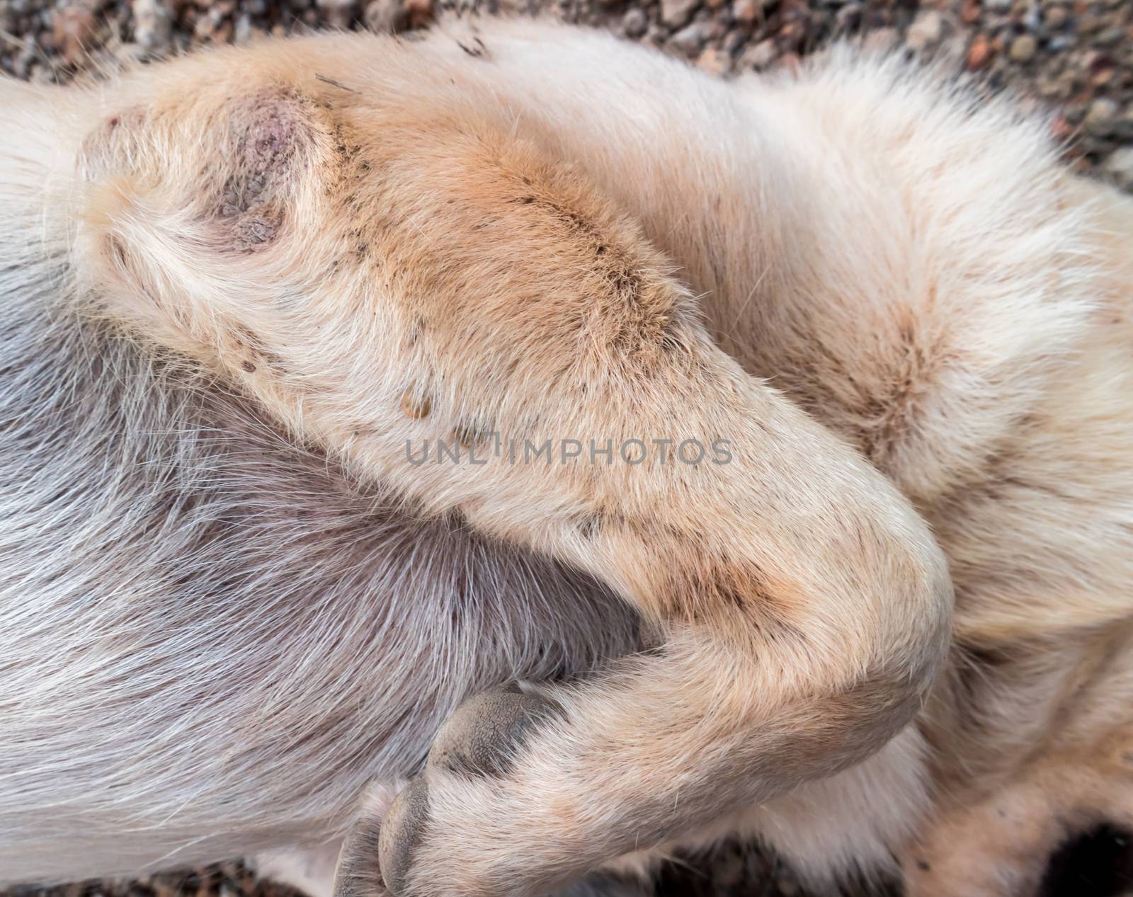 Closeup many ticks or parasitic on the dog, Pet health care concept, soft focus 