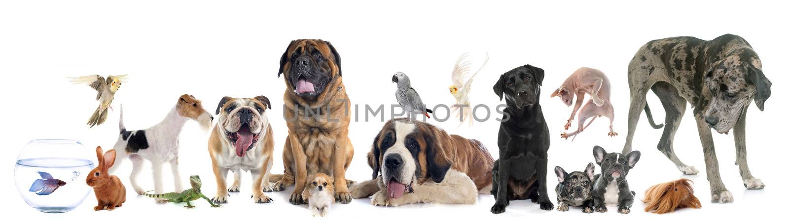 group of pet in front of white background