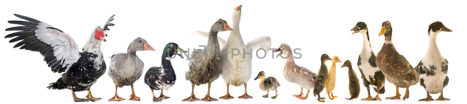 gouses and ducks in front of white background