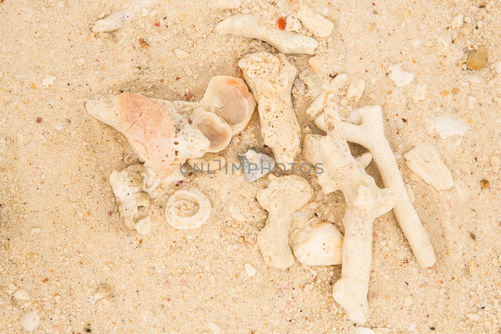 Coral and sea shell on a sand