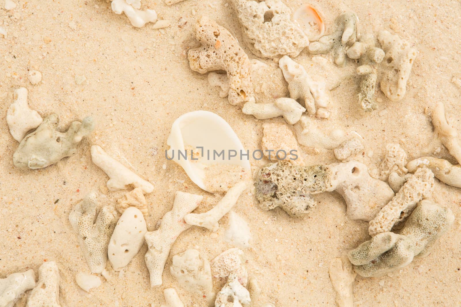 Coral and sea shell on a sand