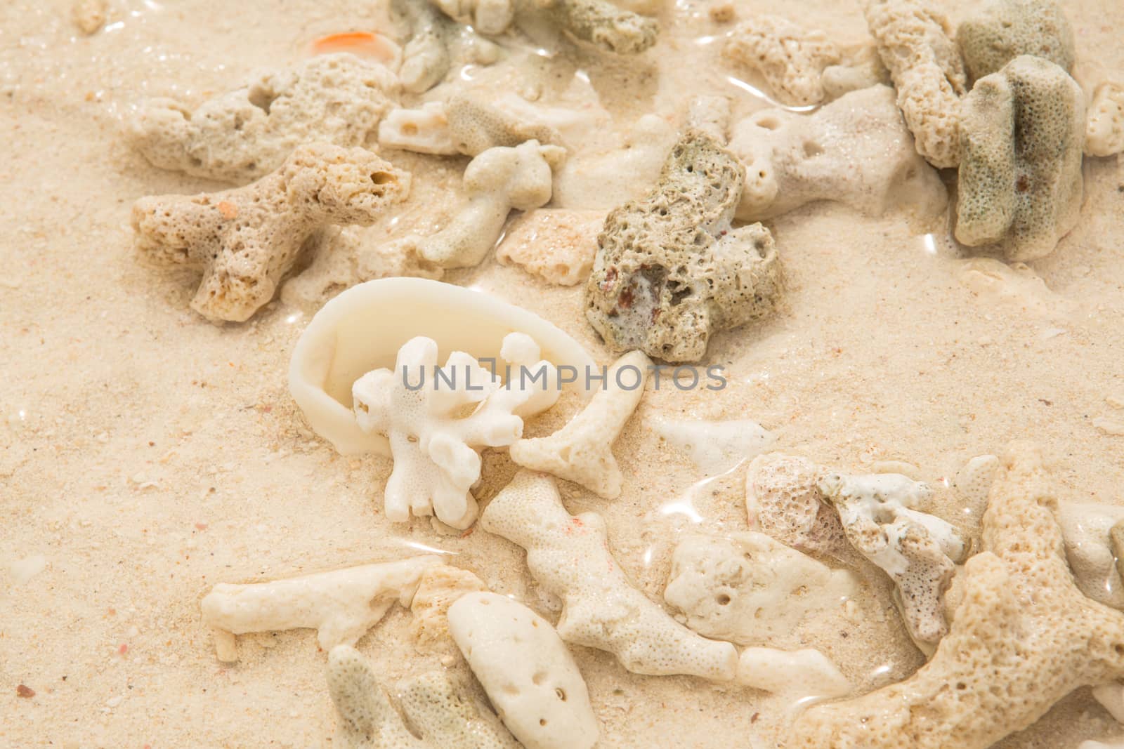 Coral and sea shell on a sand