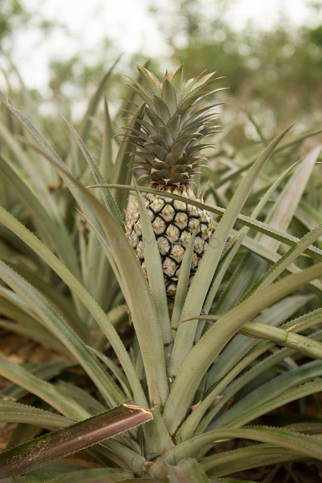 Pineapple plant, tropical fruit growing in a farm, Thailand