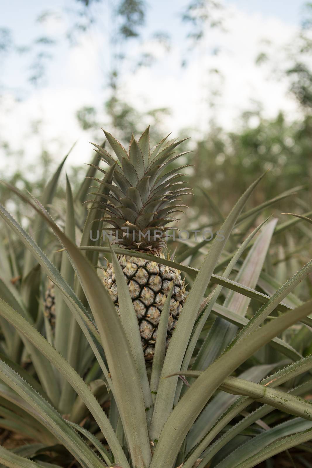 Pineapple plant, tropical fruit growing in a farm, Thailand