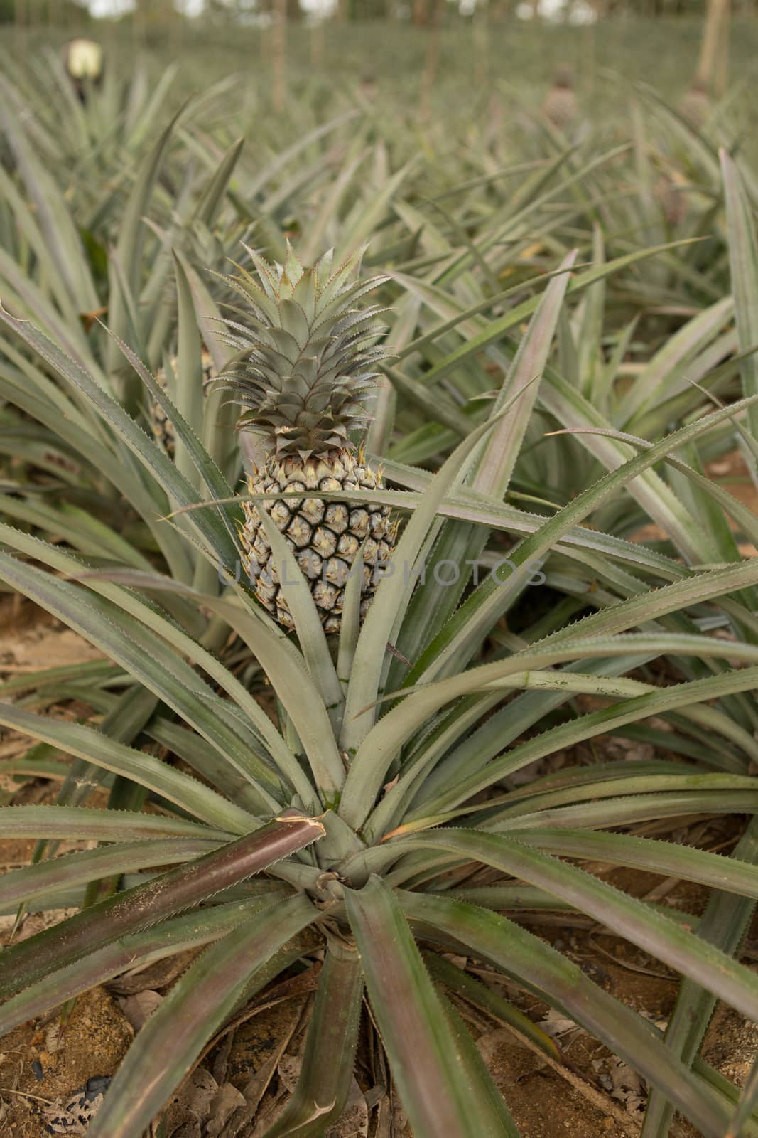 Pineapple plant, tropical fruit growing in a farm, Thailand