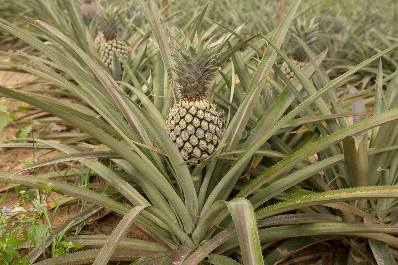 Pineapple plant, tropical fruit growing in a farm, Thailand