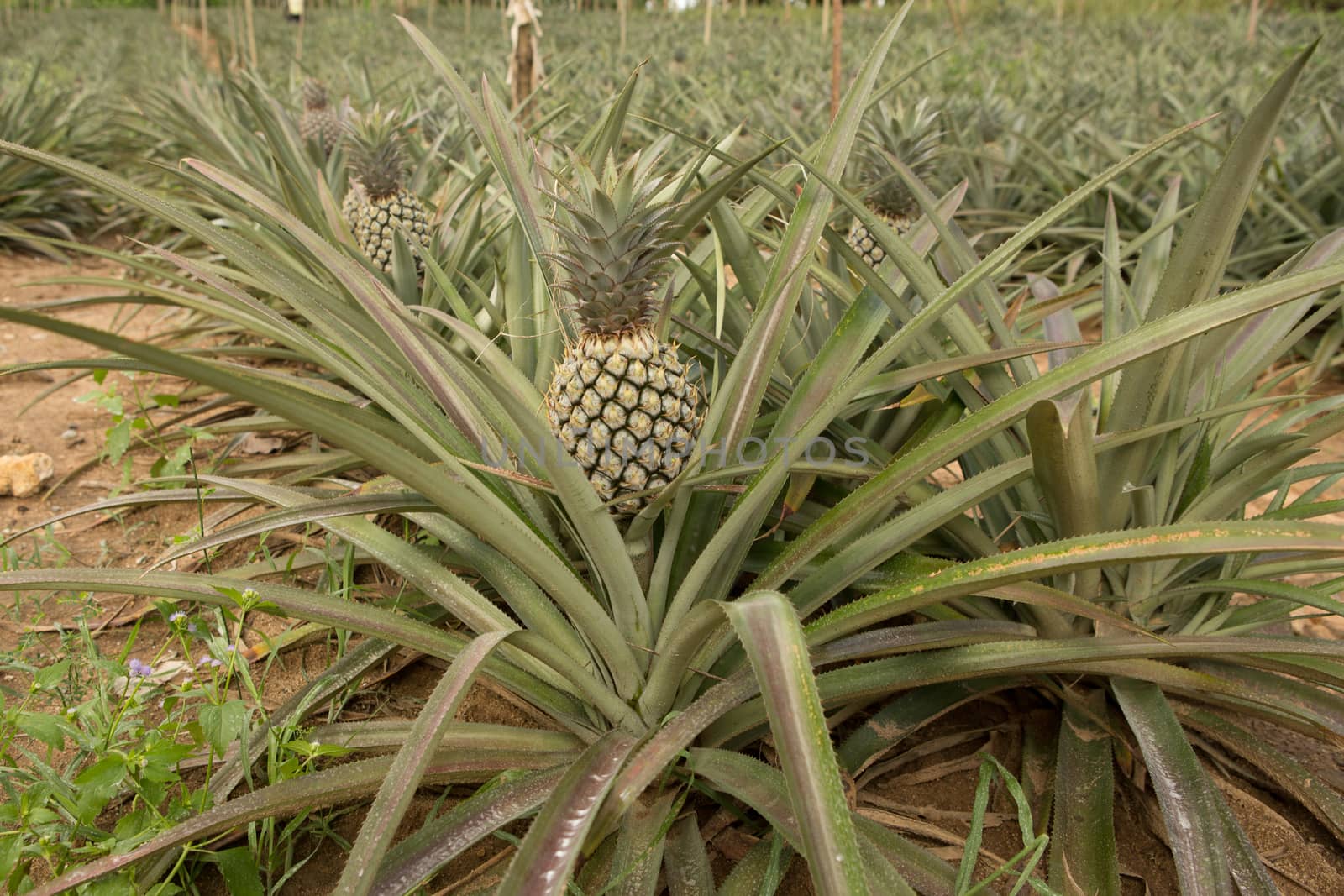 Pineapple plant, tropical fruit growing in a farm, Thailand