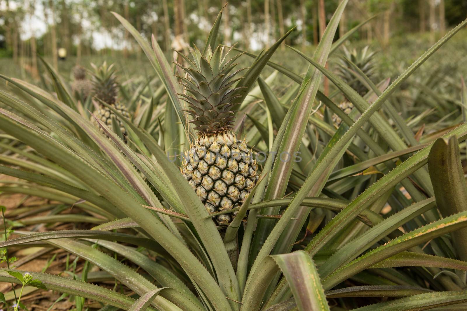 Pineapple plant, tropical fruit growing in a farm, Thailand