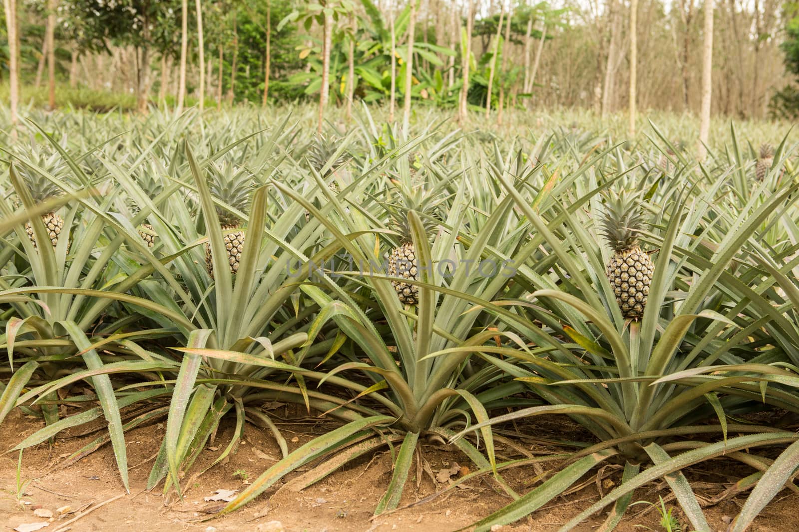 Pineapple plant, tropical fruit growing in a farm, Thailand