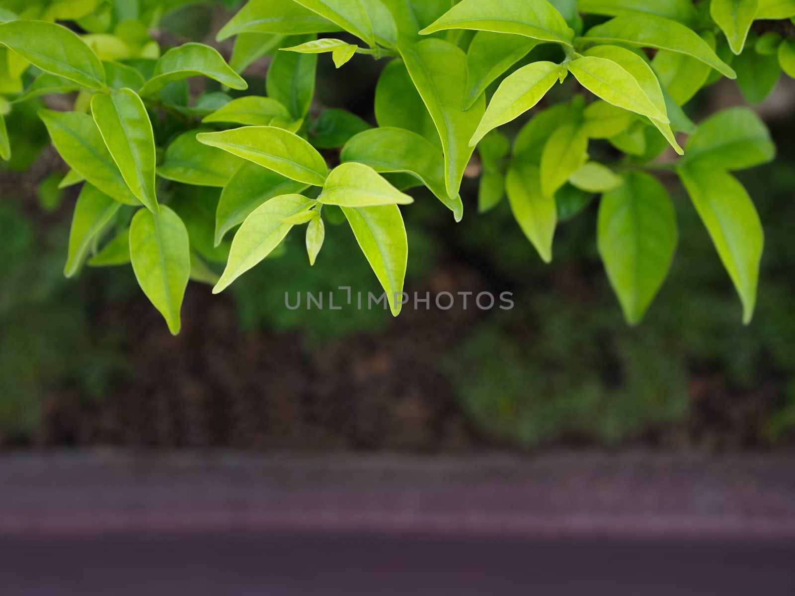 Selective soft focus on the green leaf natural background.