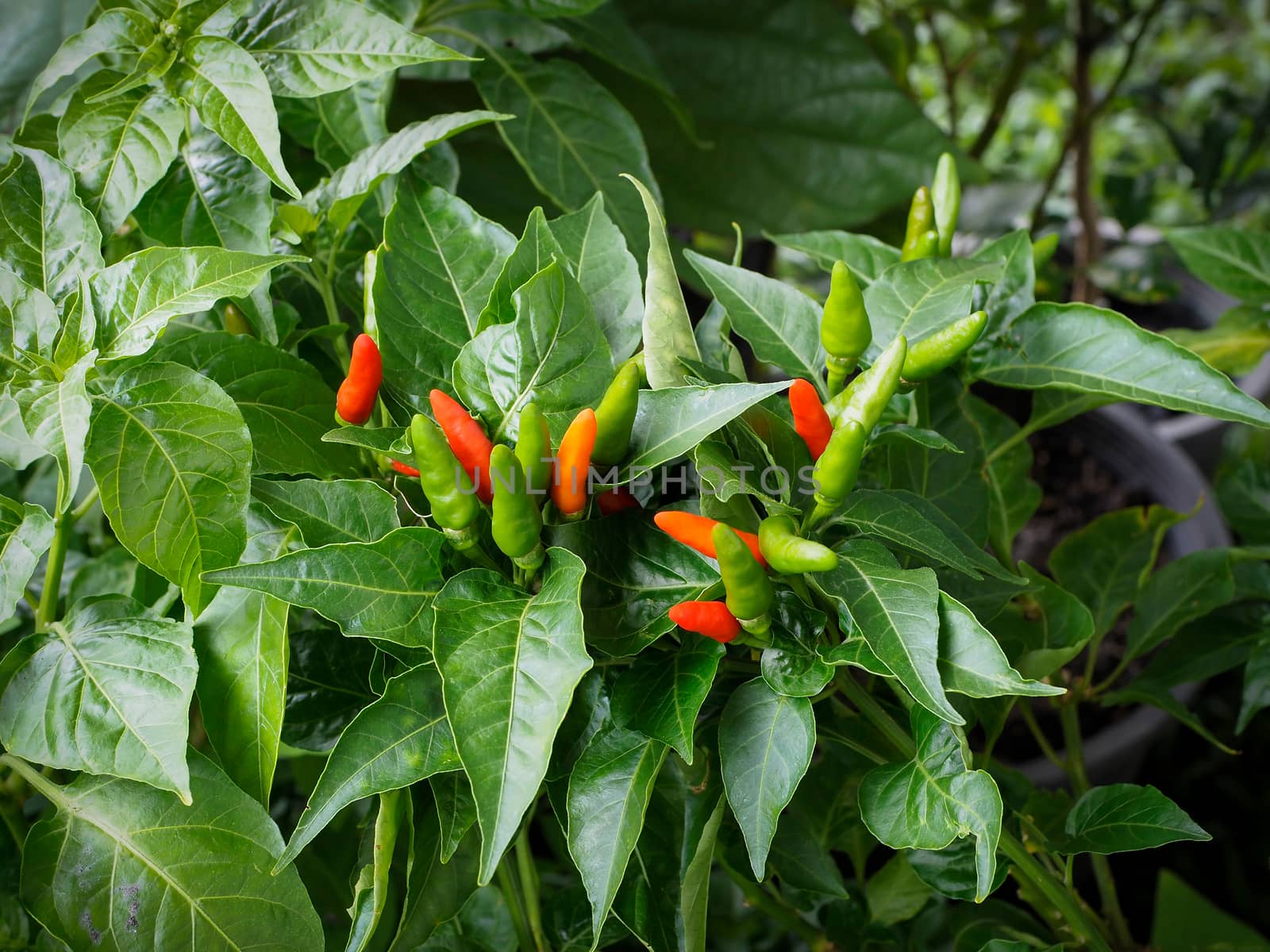 Red hot chili peppers on the tree in organic farm.