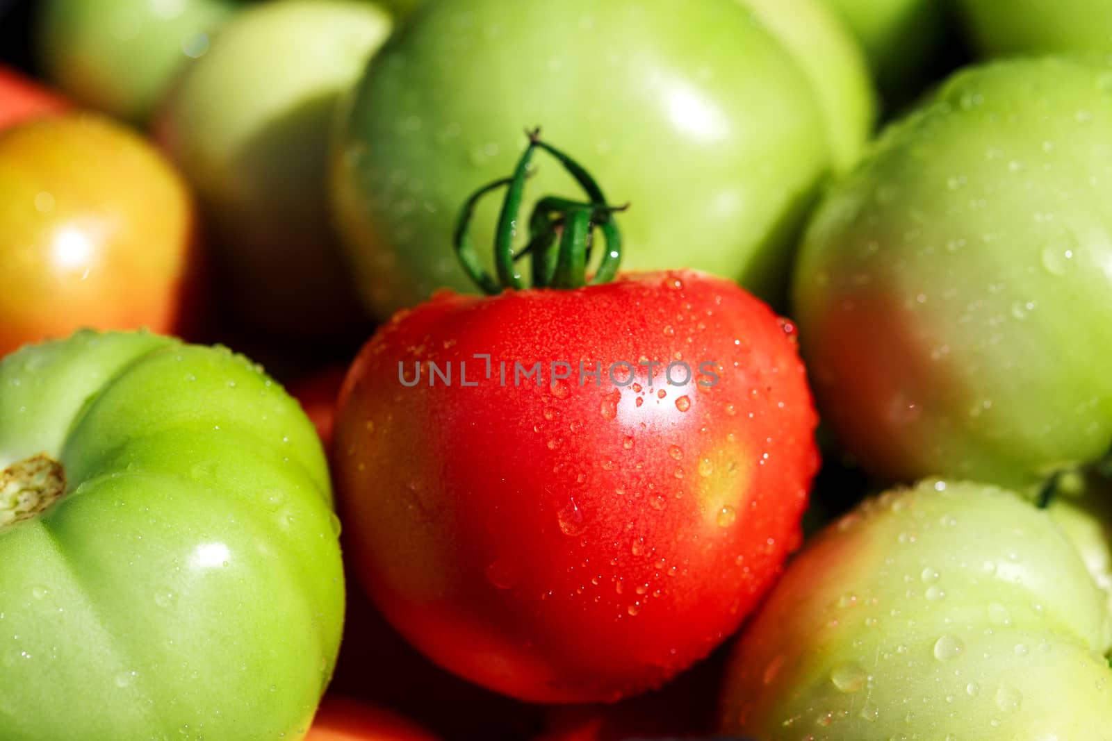 Closeup shot of red and green tomatoes