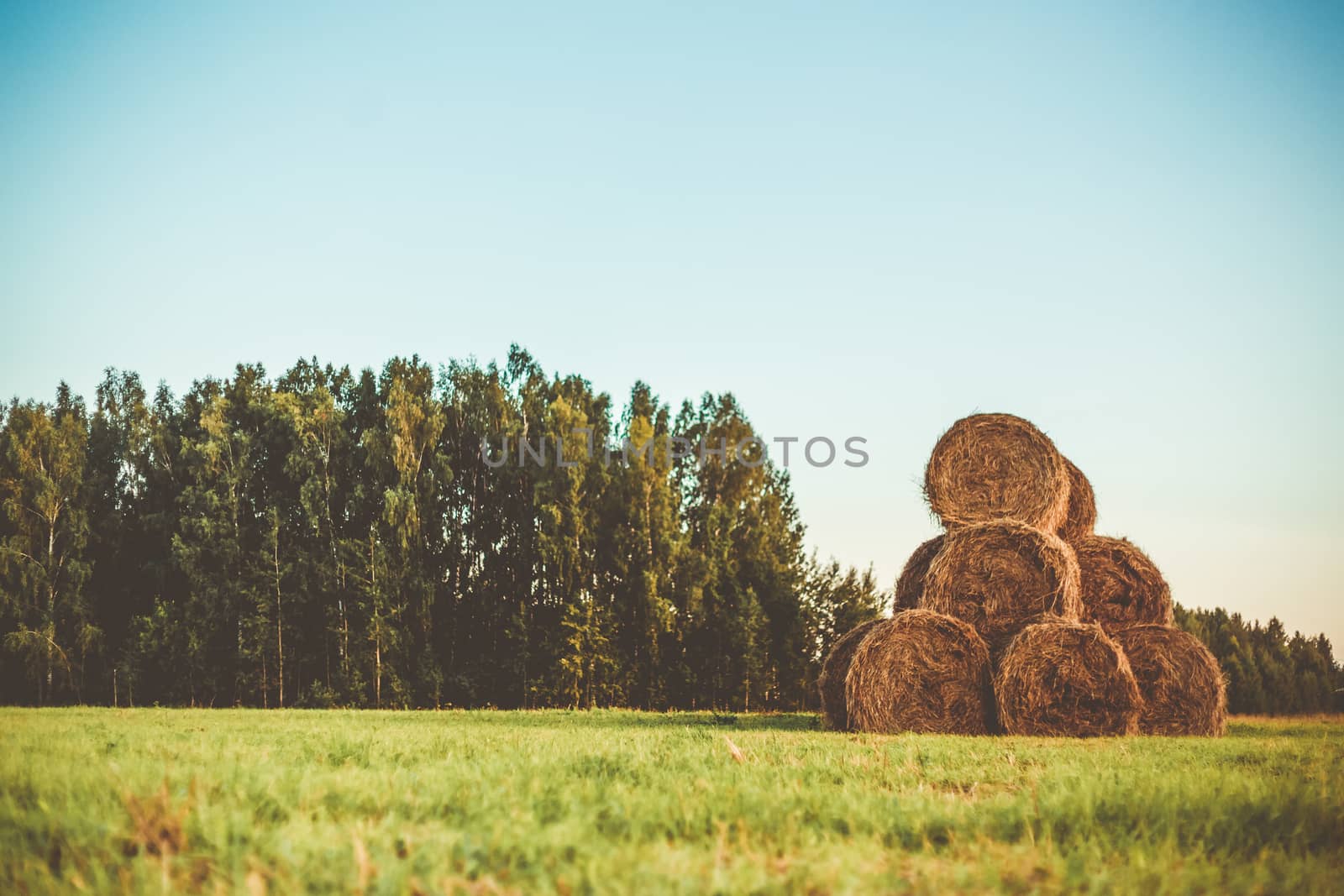 Bales of hay on a field with forest in the background