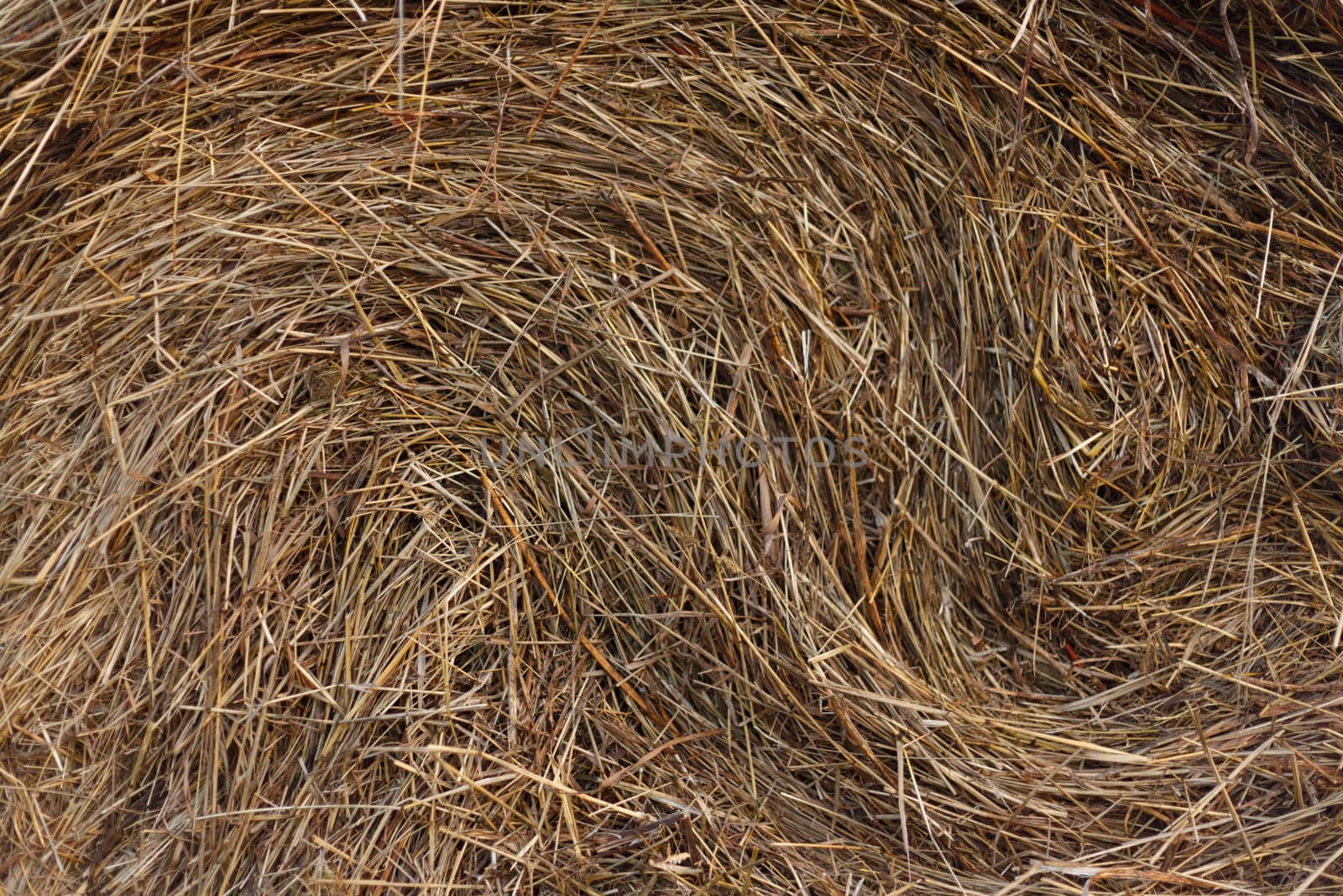 Texture hay closeup in color. Fodder for livestock and construction material. by boys1983@mail.ru