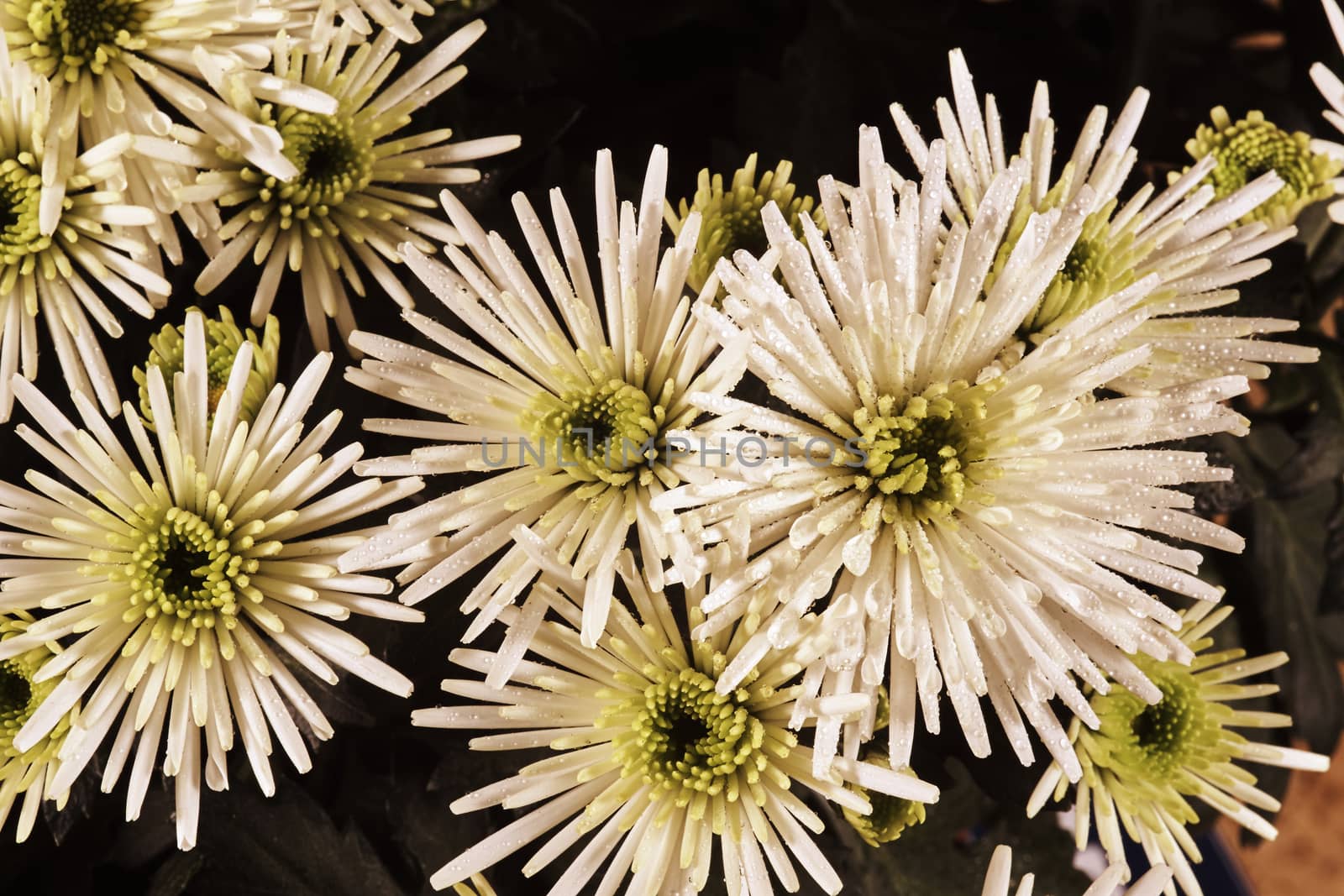 white chrysanthemum Bristle - autumn flower decorative